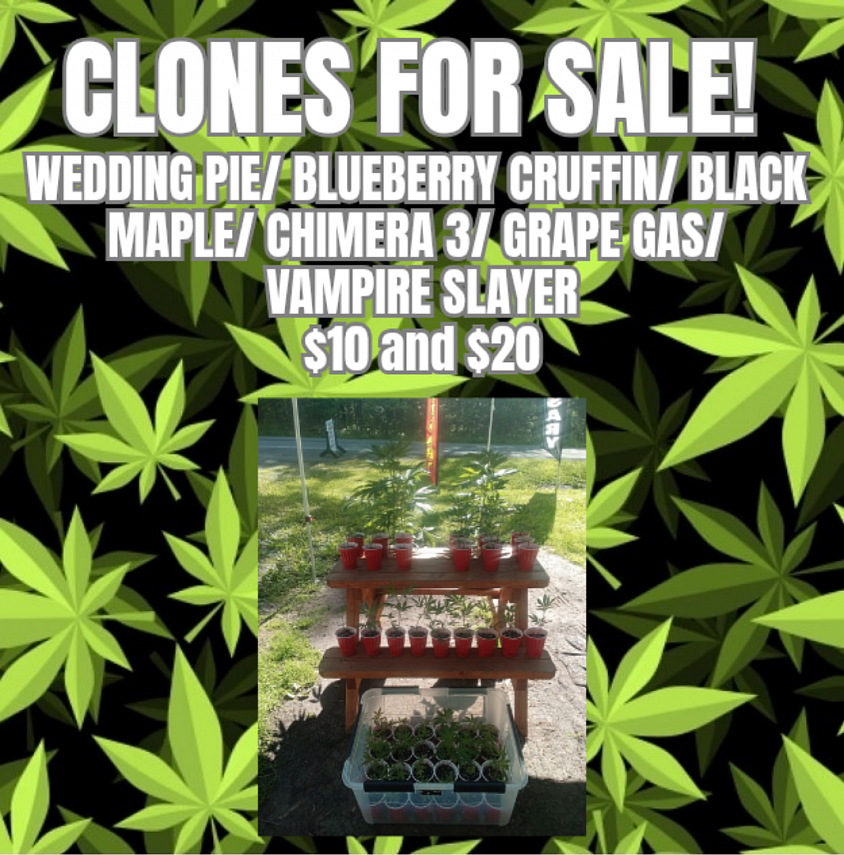 CLONES